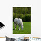 Arabian grey horse in a green field Wall Mural