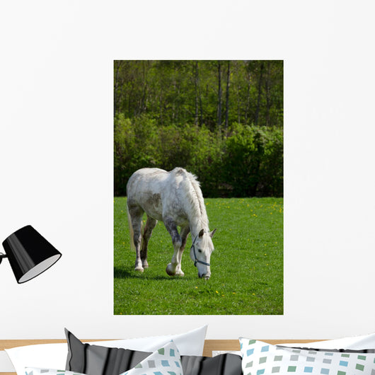 Arabian grey horse in a green field Wall Mural