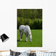 Arabian grey horse in a green field Wall Mural