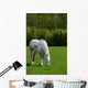 Arabian grey horse in a green field Wall Mural
