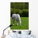 Arabian grey horse in a green field Wall Mural