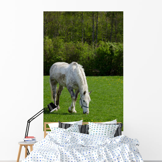 Arabian grey horse in a green field Wall Mural