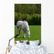 Arabian grey horse in a green field Wall Mural