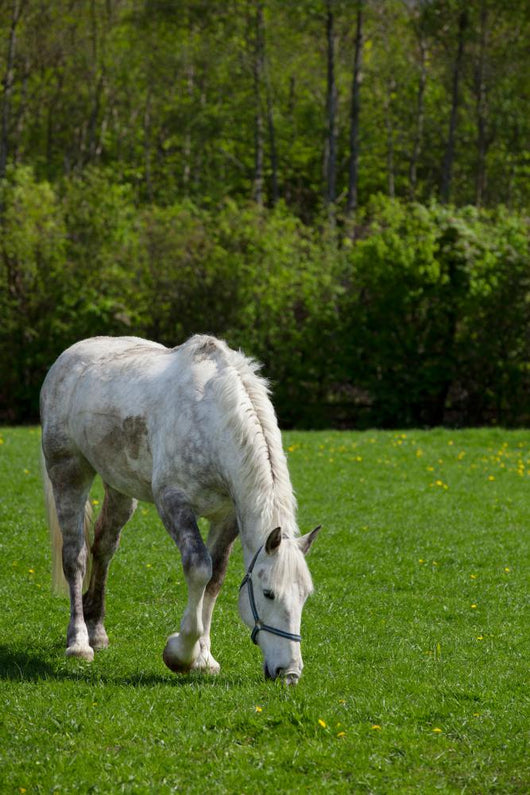 Arabian grey horse in a green field Wall Mural