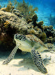 Resting Green Sea Turtle Wall Mural