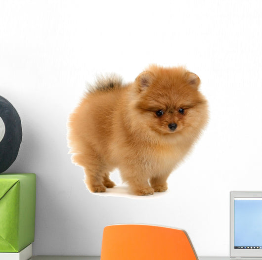 pomeranian puppy Wall Decal