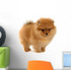 pomeranian puppy Wall Decal