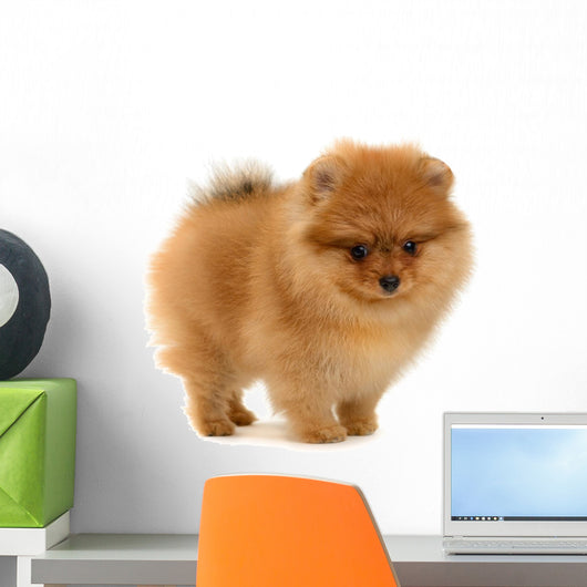 pomeranian puppy Wall Decal