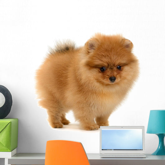 pomeranian puppy Wall Decal