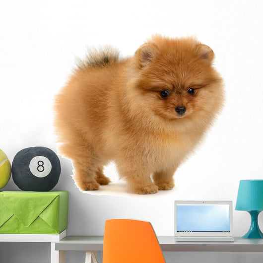 pomeranian puppy Wall Decal