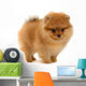 pomeranian puppy Wall Decal