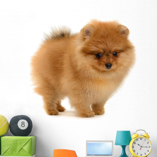 pomeranian puppy Wall Decal