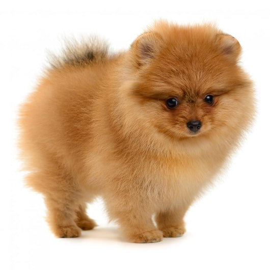 pomeranian puppy Wall Decal