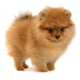 pomeranian puppy Wall Decal