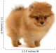 pomeranian puppy Wall Decal