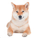 Funny Shiba Inu Dog Wall Decal