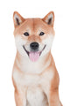 Smiling Shiba Inu Dog Wall Decal