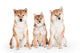 Two Shiba Inu Dogs with a Puppy Wall Decal