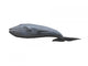 Whale Wall Decal