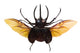 Flying Rhinoceros Beetle White Wall Decal