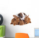 Jack Russel Terrier and