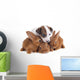 Jack Russel Terrier and