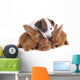 Jack Russel Terrier and