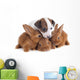 Jack Russel Terrier and