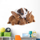 Jack Russel Terrier and