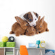 Jack Russel Terrier and