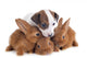 Jack Russel Terrier and
