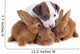 Jack Russel Terrier and