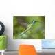 Hummingbird-Green Violet Ear Wall Mural