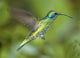 Hummingbird-Green Violet Ear Wall Mural