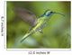 Hummingbird-Green Violet Ear Wall Mural