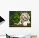 Resting White Tiger Wall Mural