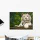 Resting White Tiger Wall Mural