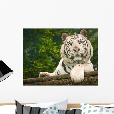 Resting White Tiger Wall Mural shown on a wall