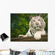 Resting White Tiger Wall Mural