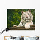 Resting White Tiger Wall Mural