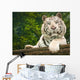 Resting White Tiger Wall Mural