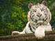 Resting White Tiger Wall Mural