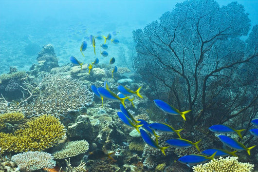 Follow Blue