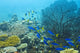 Follow Blue