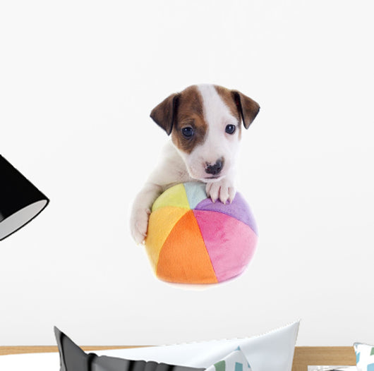 Puppy Jack Russel Terrier