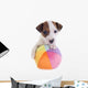 Puppy Jack Russel Terrier