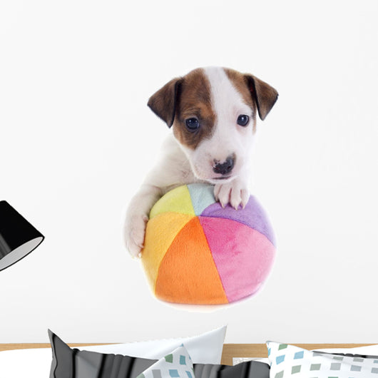 Puppy Jack Russel Terrier