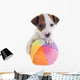 Puppy Jack Russel Terrier