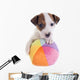 Puppy Jack Russel Terrier