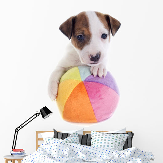 Puppy Jack Russel Terrier